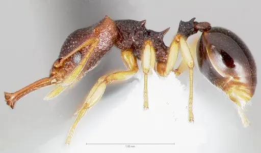 Microdaceton tibialis specimen CASENT0005916 image casent0005916_3