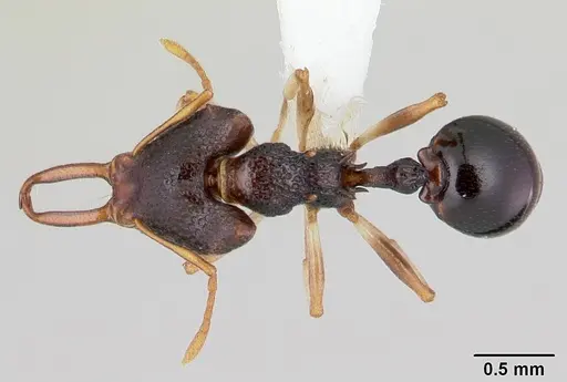 Microdaceton tibialis specimen CASENT0178295 image casent0178295_1