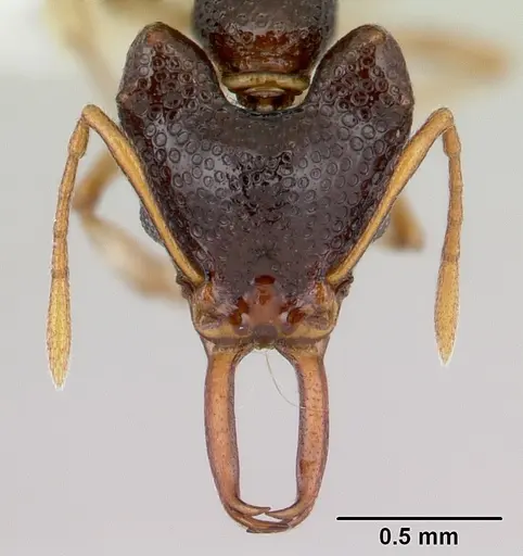 Microdaceton tibialis specimen CASENT0178295 image casent0178295_2