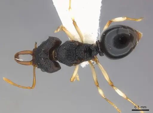 Microdaceton tibialis specimen CASENT0217182 image casent0217182_1