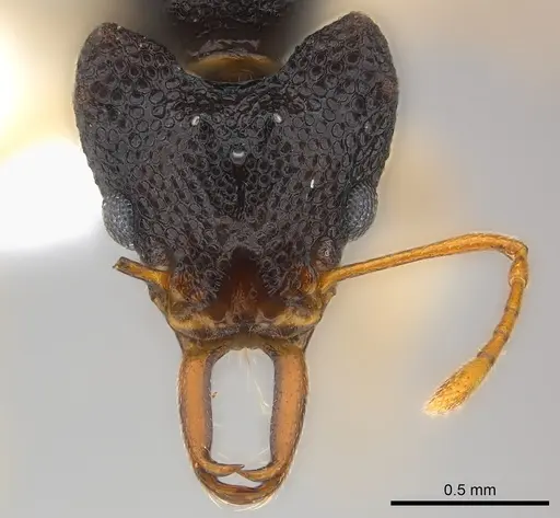 Microdaceton tibialis specimen CASENT0217182 image casent0217182_2