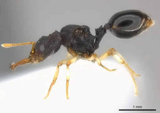 Microdaceton tibialis specimen CASENT0217182 image casent0217182_3