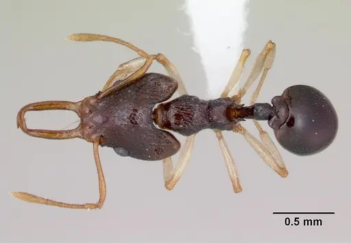 Microdaceton tibialis specimen CASENT0402199 image casent0402199_1
