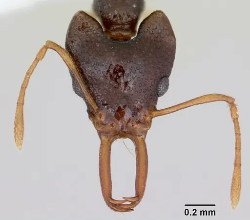 Microdaceton tibialis specimen CASENT0402199 image casent0402199_2