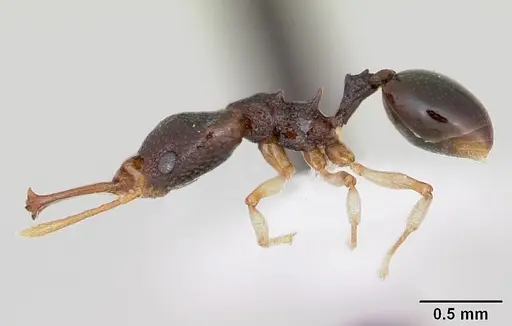 Microdaceton tibialis specimen CASENT0402199 image casent0402199_3