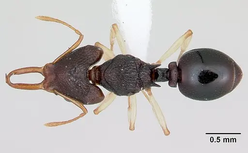 Microdaceton tibialis specimen CASENT0402200 image casent0402200_1