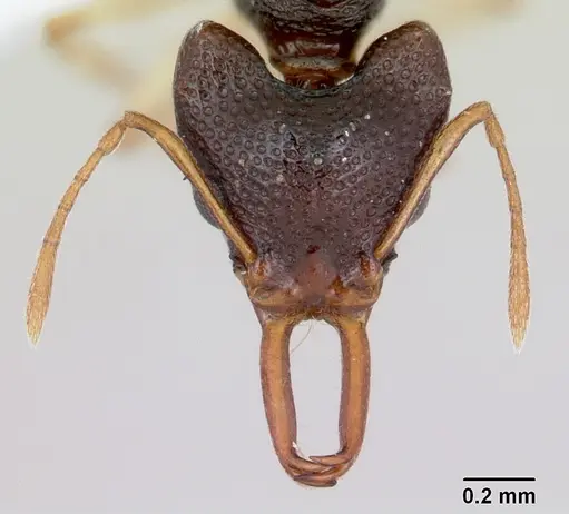 Microdaceton tibialis specimen CASENT0402200 image casent0402200_2