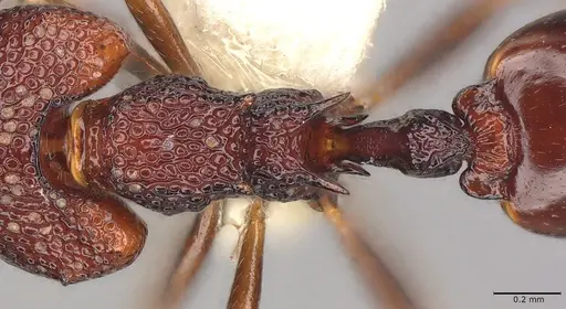 Microdaceton tibialis specimen CASENT0810789 image casent0810789_2