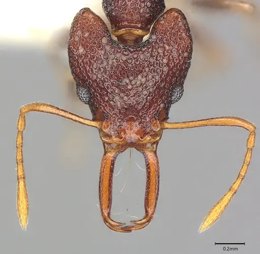 Microdaceton tibialis specimen CASENT0810789 image casent0810789_3