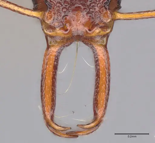 Microdaceton tibialis specimen CASENT0810789 image casent0810789_4