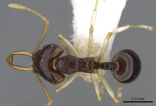 Microdaceton tibialis specimen CASENT0914668 image casent0914668_1