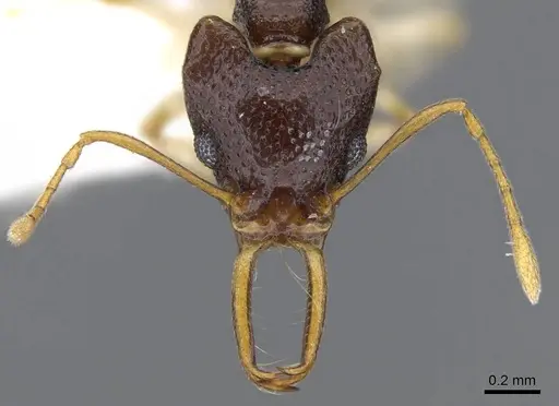 Microdaceton tibialis specimen CASENT0914668 image casent0914668_2