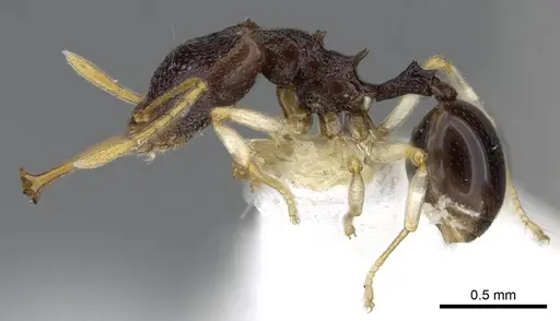 Microdaceton tibialis specimen CASENT0914668 image casent0914668_3