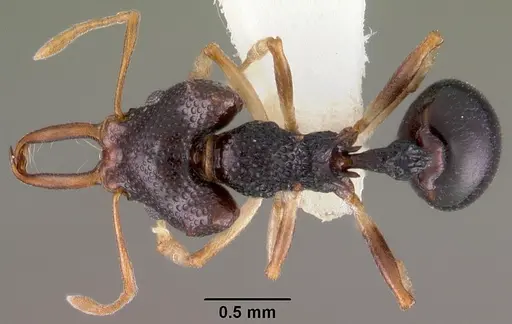 Microdaceton viriosum specimen CASENT0102252 image casent0102252_1
