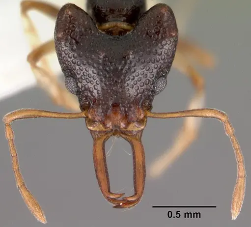 Microdaceton viriosum specimen CASENT0102252 image casent0102252_2