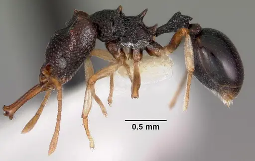 Microdaceton viriosum specimen CASENT0102252 image casent0102252_4