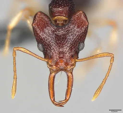 Microdaceton viriosum specimen CASENT0290012 image casent0290012_2