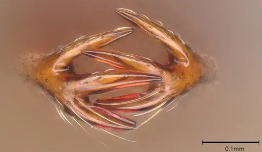 Microdaceton viriosum specimen CASENT0290012 image casent0290012_3
