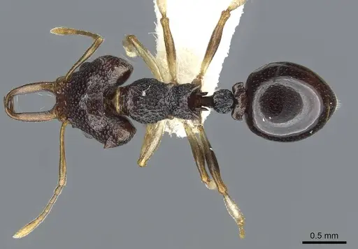 Microdaceton viriosum specimen CASENT0911196 image casent0911196_1