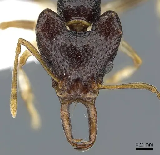 Microdaceton viriosum specimen CASENT0911196 image casent0911196_2