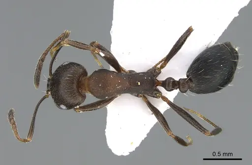 Monomorium abeillei specimen ANTWEB1041890 image antweb1041890_1