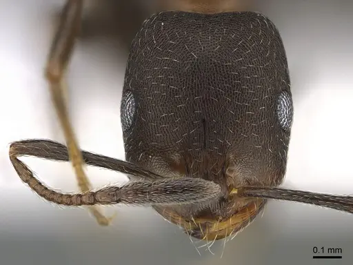 Monomorium abeillei specimen ANTWEB1041890 image antweb1041890_2