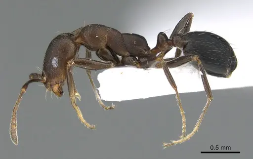 Monomorium abeillei specimen ANTWEB1041890 image antweb1041890_3