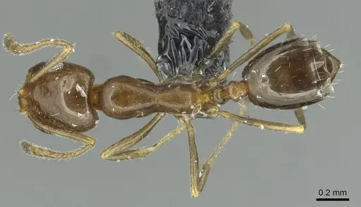 Monomorium abeillei specimen CASENT0913864 image casent0913864_1