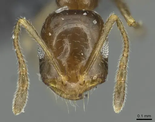 Monomorium abeillei specimen CASENT0913864 image casent0913864_2