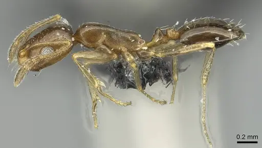 Monomorium abeillei specimen CASENT0913864 image casent0913864_3