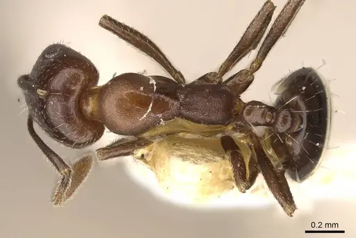 Monomorium abeillei specimen CASENT0914317 image casent0914317_1