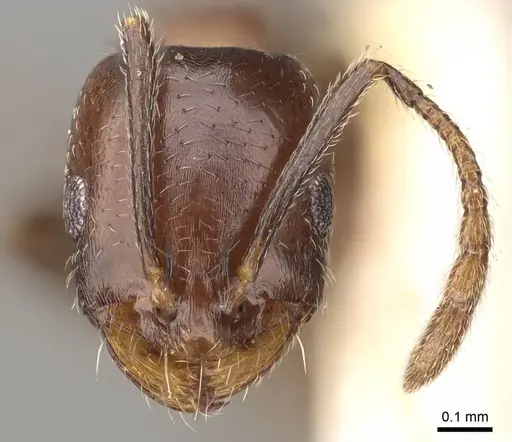 Monomorium abeillei specimen CASENT0914317 image casent0914317_2