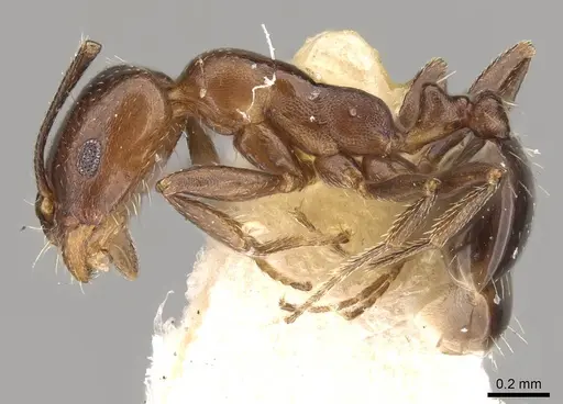 Monomorium abeillei specimen CASENT0914317 image casent0914317_3