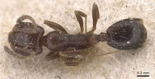 Monomorium abeillei specimen CASENT0915411 image casent0915411_1