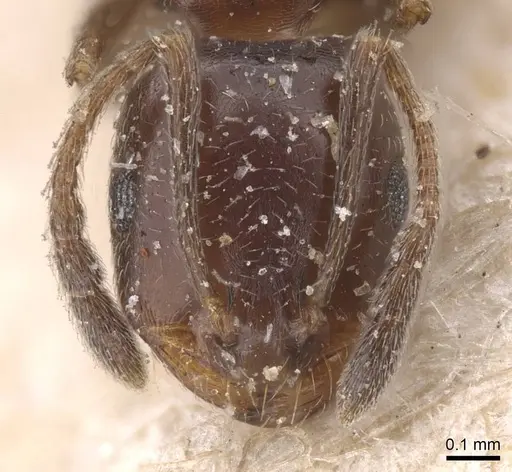 Monomorium abeillei specimen CASENT0915411 image casent0915411_2