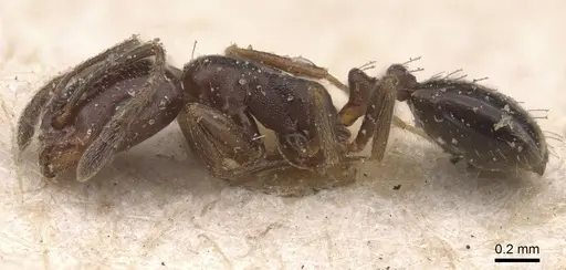 Monomorium abeillei specimen CASENT0915411 image casent0915411_3