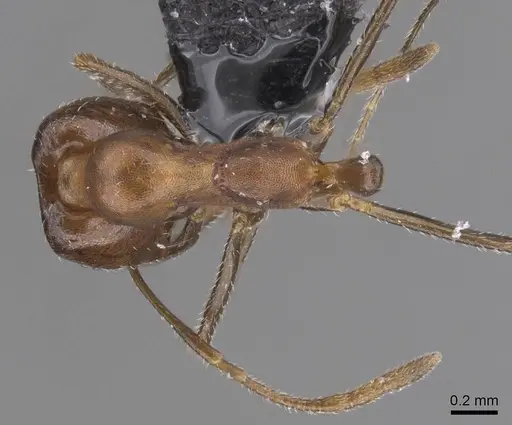 Monomorium acutinode specimen CASENT0913547 image casent0913547_1