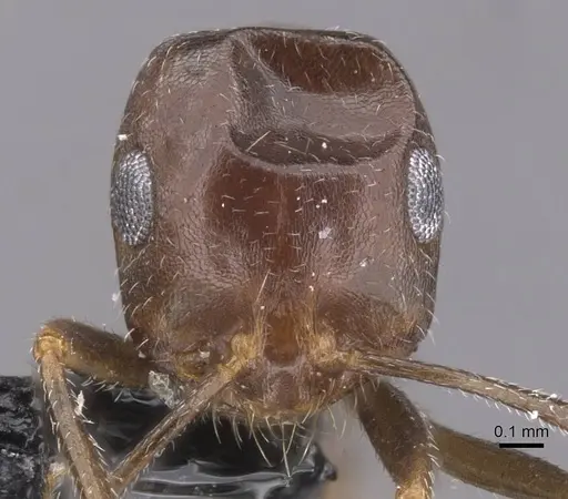 Monomorium acutinode specimen CASENT0913547 image casent0913547_2