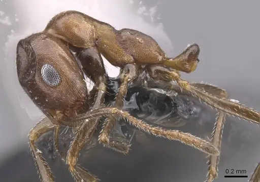 Monomorium acutinode specimen CASENT0913547 image casent0913547_3