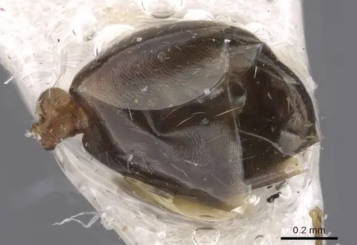 Monomorium acutinode specimen CASENT0913547 image casent0913547_4