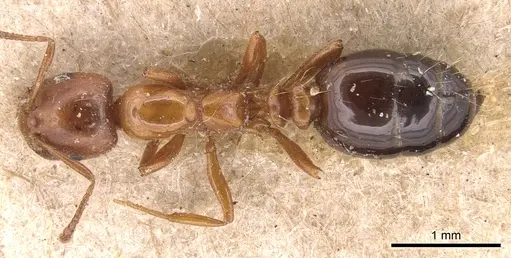 Monomorium advena specimen CASENT0904613 image casent0904613_1