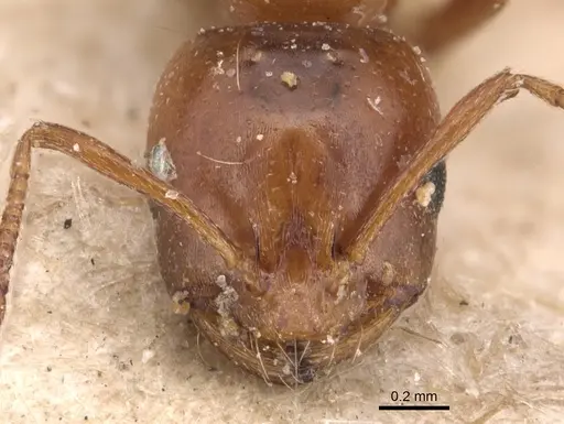 Monomorium advena specimen CASENT0904613 image casent0904613_2