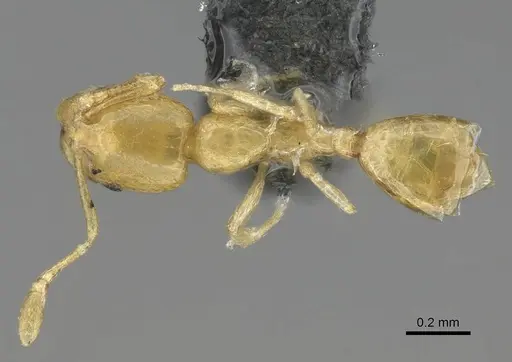 Monomorium aeyade specimen CASENT0922329 image casent0922329_1