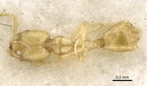 Monomorium aeyade specimen CASENT0922329 image casent0922329_2