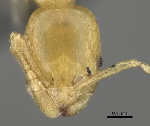 Monomorium aeyade specimen CASENT0922329 image casent0922329_3