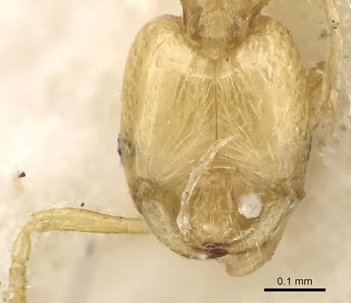 Monomorium aeyade specimen CASENT0922329 image casent0922329_4