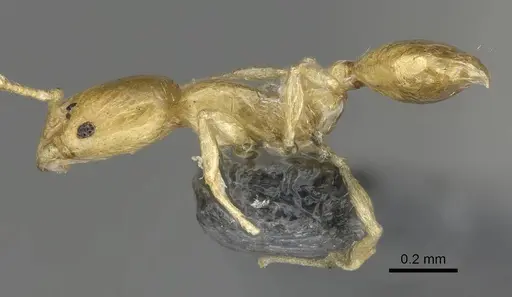 Monomorium aeyade specimen CASENT0922329 image casent0922329_5