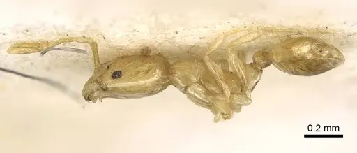Monomorium aeyade specimen CASENT0922329 image casent0922329_6