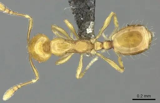 Monomorium affabile specimen CASENT0235532 image casent0235532_1