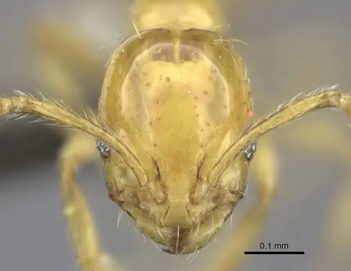 Monomorium affabile specimen CASENT0235532 image casent0235532_2